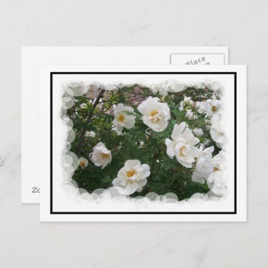 May Flowers Briefkaart (Voorkant / Achterkant)