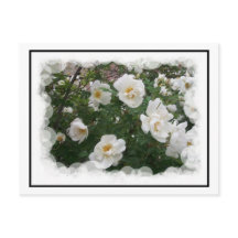 May Flowers Briefkaart