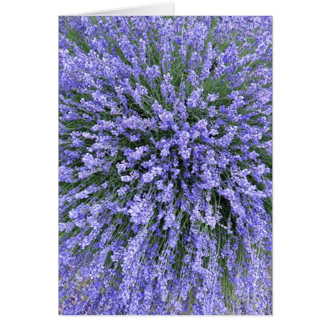 May Night Salvia (Voorkant)