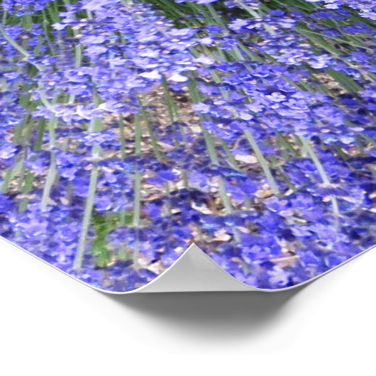 May Night Salvia Poster (Hoek)