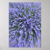 May Night Salvia Poster (Voorkant)