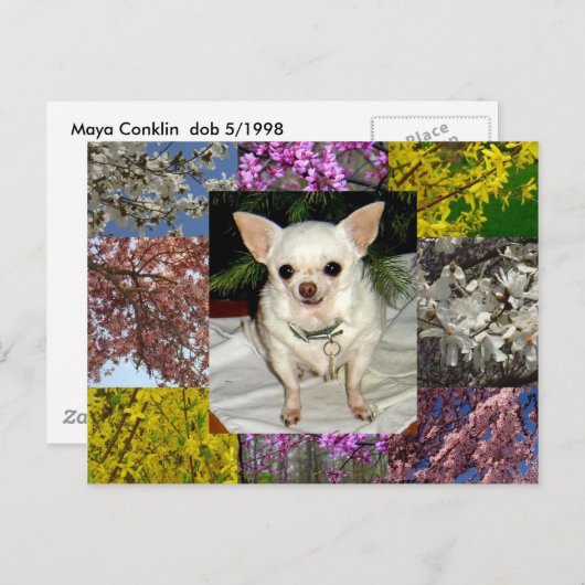 Maya Briefkaart (Voorkant / Achterkant)