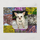 Maya Briefkaart (Voorkant)