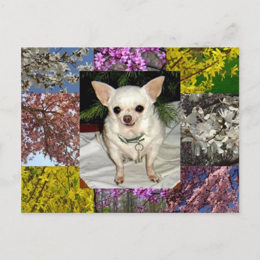 Maya Briefkaart (Voorkant)