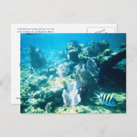 Maya van Costa Personaliseerbare Ertsader Briefkaart (Voorkant / Achterkant)