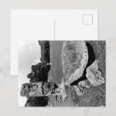 Mayan Ruins of Copan Cosmic Turtle Briefkaart (Voorkant / Achterkant)