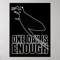 Mayflower One Day Flies - Entomology Geek