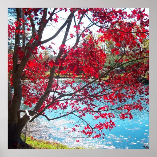 Maymont Gardens Red Maple Tree Virginia Poster Art (Voorkant)