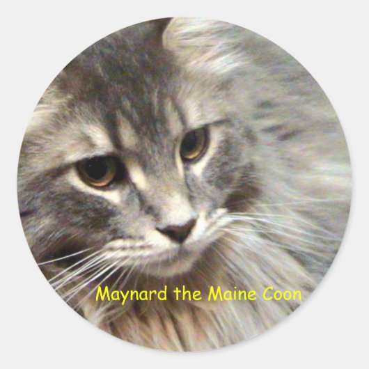 Maynard de Maine Coon Ronde Sticker (Voorkant)