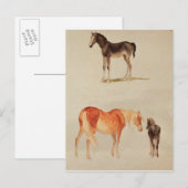 Mazen en foalen briefkaart (Voorkant / Achterkant)