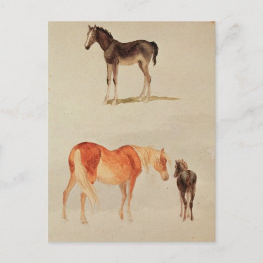 Mazen en foalen briefkaart (Voorkant)