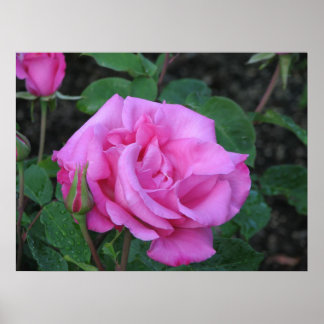 McCartney Hybrid Tea Roos 168 Poster