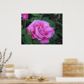 McCartney Hybrid Tea Roos 168 Poster (Keuken)