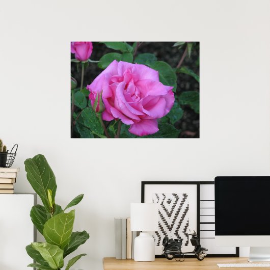 McCartney Hybrid Tea Roos 168 Poster (Thuiskantoor)