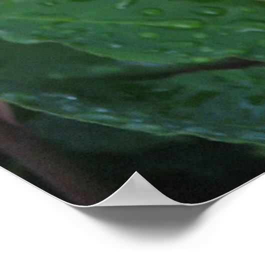 McCartney Hybrid Tea Roos 168 Poster (Hoek)