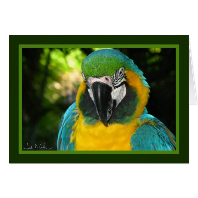 McCaw (Voorkant Horizontaal)