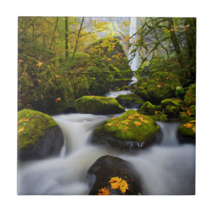 McCord Creek Bigleaf Maple   Columbia Gorge, OF Tegeltje