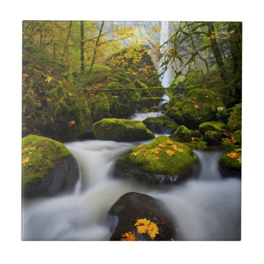 McCord Creek Bigleaf Maple | Columbia Gorge, OF Tegeltje (Voorkant)