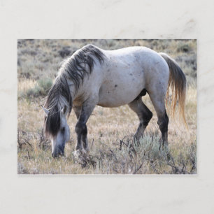 McCullough Peaks Wild Horses Briefkaart