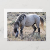McCullough Peaks Wild Horses Briefkaart (Voorkant / Achterkant)