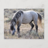 McCullough Peaks Wild Horses Briefkaart (Voorkant)