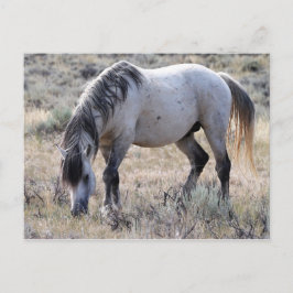 McCullough Peaks Wild Horses Briefkaart