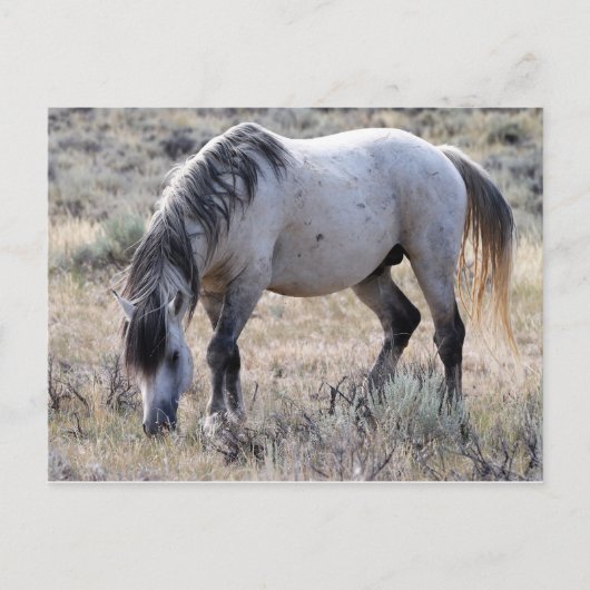 McCullough Peaks Wild Horses Briefkaart (Voorkant)