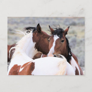 McCullough Peaks Wild Horses Briefkaart