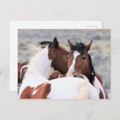McCullough Peaks Wild Horses Briefkaart (Voorkant / Achterkant)