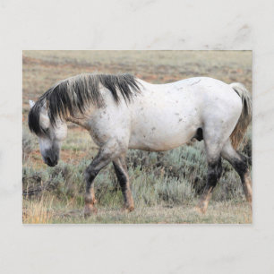 McCullough Peaks Wild Horses Briefkaart