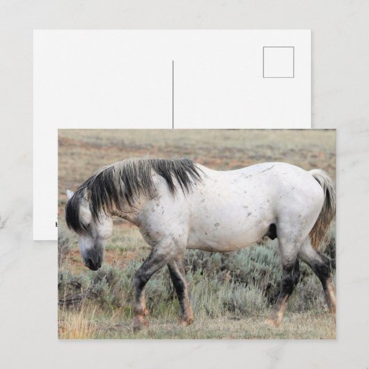 McCullough Peaks Wild Horses Briefkaart (Voorkant / Achterkant)