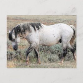 McCullough Peaks Wild Horses Briefkaart