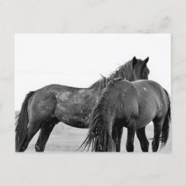 McCullough Peaks Wild Horses Briefkaart