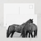 McCullough Peaks Wild Horses Briefkaart (Voorkant / Achterkant)