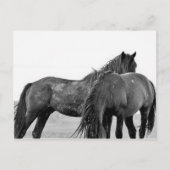 McCullough Peaks Wild Horses Briefkaart (Voorkant)