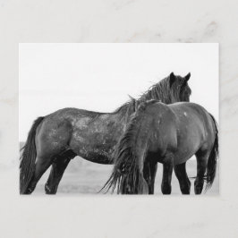 McCullough Peaks Wild Horses Briefkaart