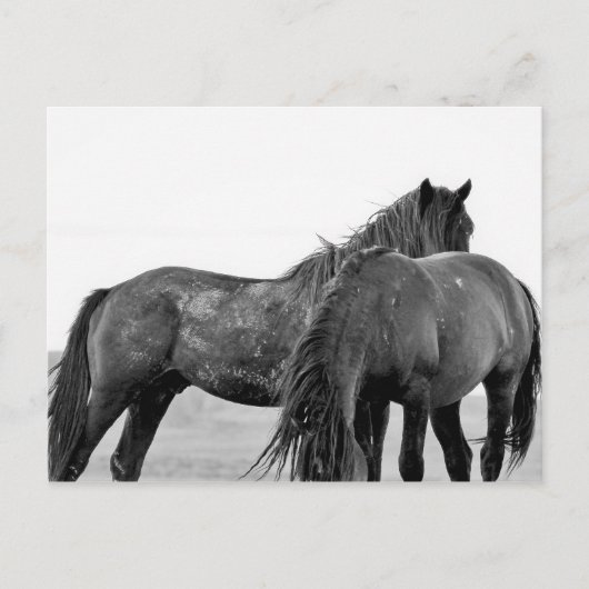 McCullough Peaks Wild Horses Briefkaart (Voorkant)