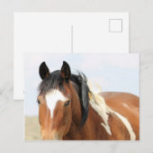 McCullough Peaks Wild Horses Briefkaart (Voorkant / Achterkant)