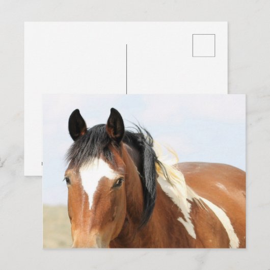 McCullough Peaks Wild Horses Briefkaart (Voorkant / Achterkant)