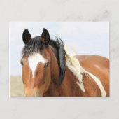 McCullough Peaks Wild Horses Briefkaart (Voorkant)