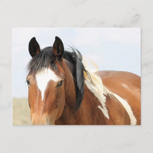 McCullough Peaks Wild Horses Briefkaart (Voorkant)