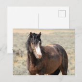 McCullough Peaks Wild Horses Briefkaart (Voorkant / Achterkant)