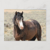 McCullough Peaks Wild Horses Briefkaart (Voorkant)