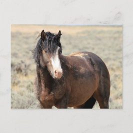 McCullough Peaks Wild Horses Briefkaart