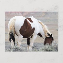 McCullough Peaks Wild Horses Briefkaart