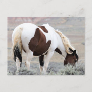 McCullough Peaks Wild Horses Briefkaart