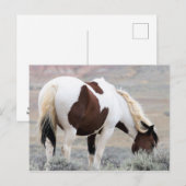 McCullough Peaks Wild Horses Briefkaart (Voorkant / Achterkant)