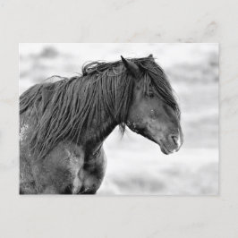 McCullough Peaks Wild Horses Briefkaart