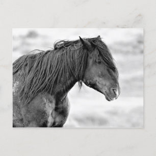 McCullough Peaks Wild Horses Briefkaart