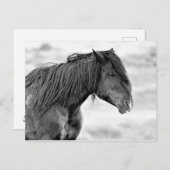 McCullough Peaks Wild Horses Briefkaart (Voorkant / Achterkant)